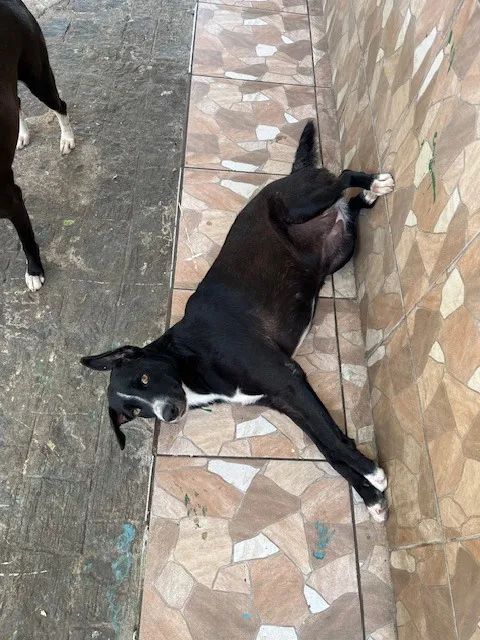 Cadelas Castradas para Adoção - Foto 2