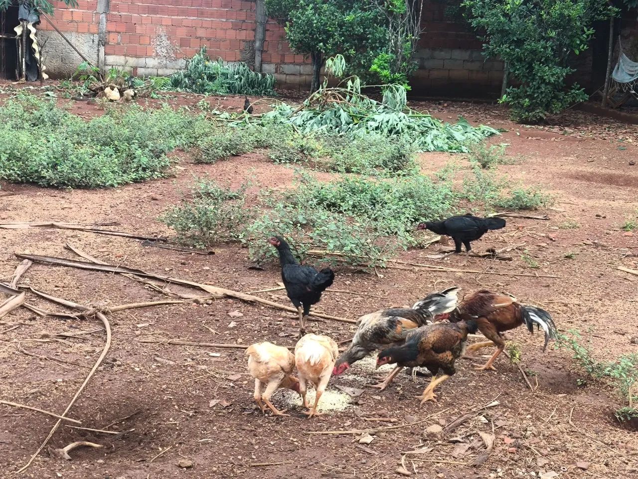 Galinhas, frangos, perus e Pintos médio e novos  - Foto 3