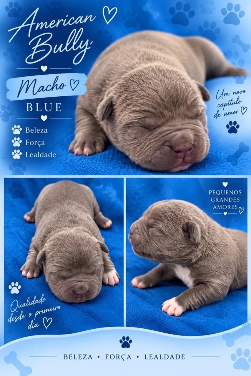 Filhotes American Bully  - Foto 4
