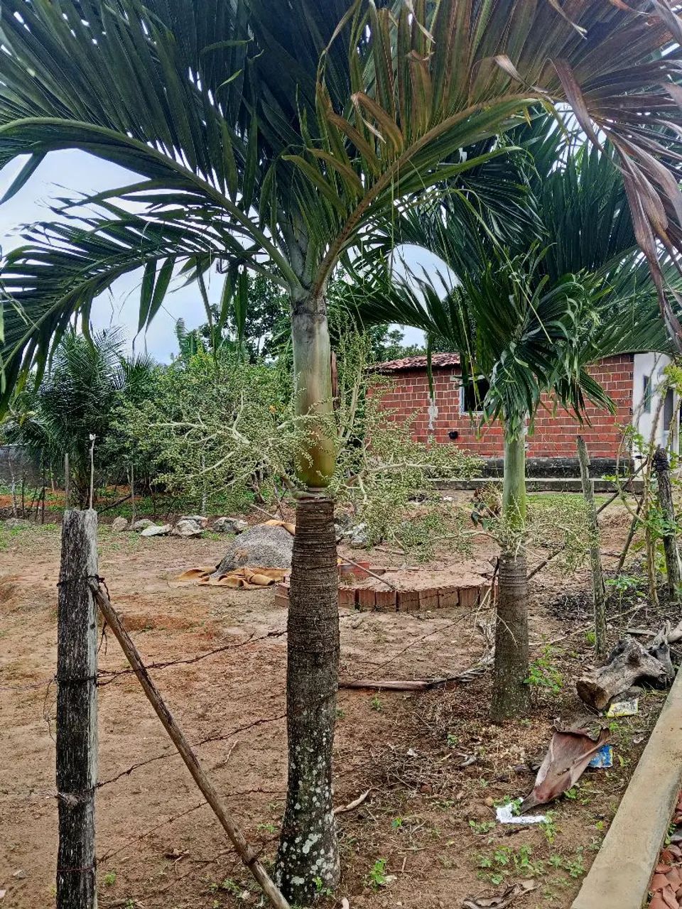 Jardinagem  - Foto 5