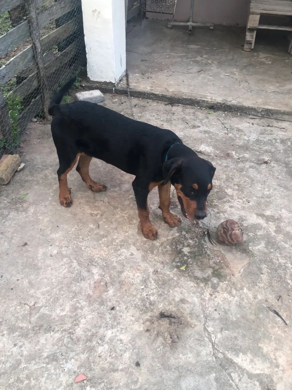 Rottweiler  - Foto 4