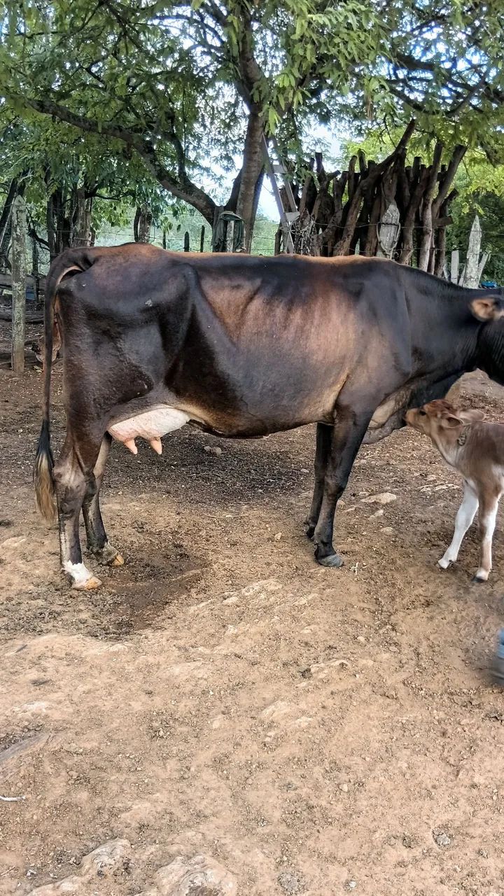 Vaca 