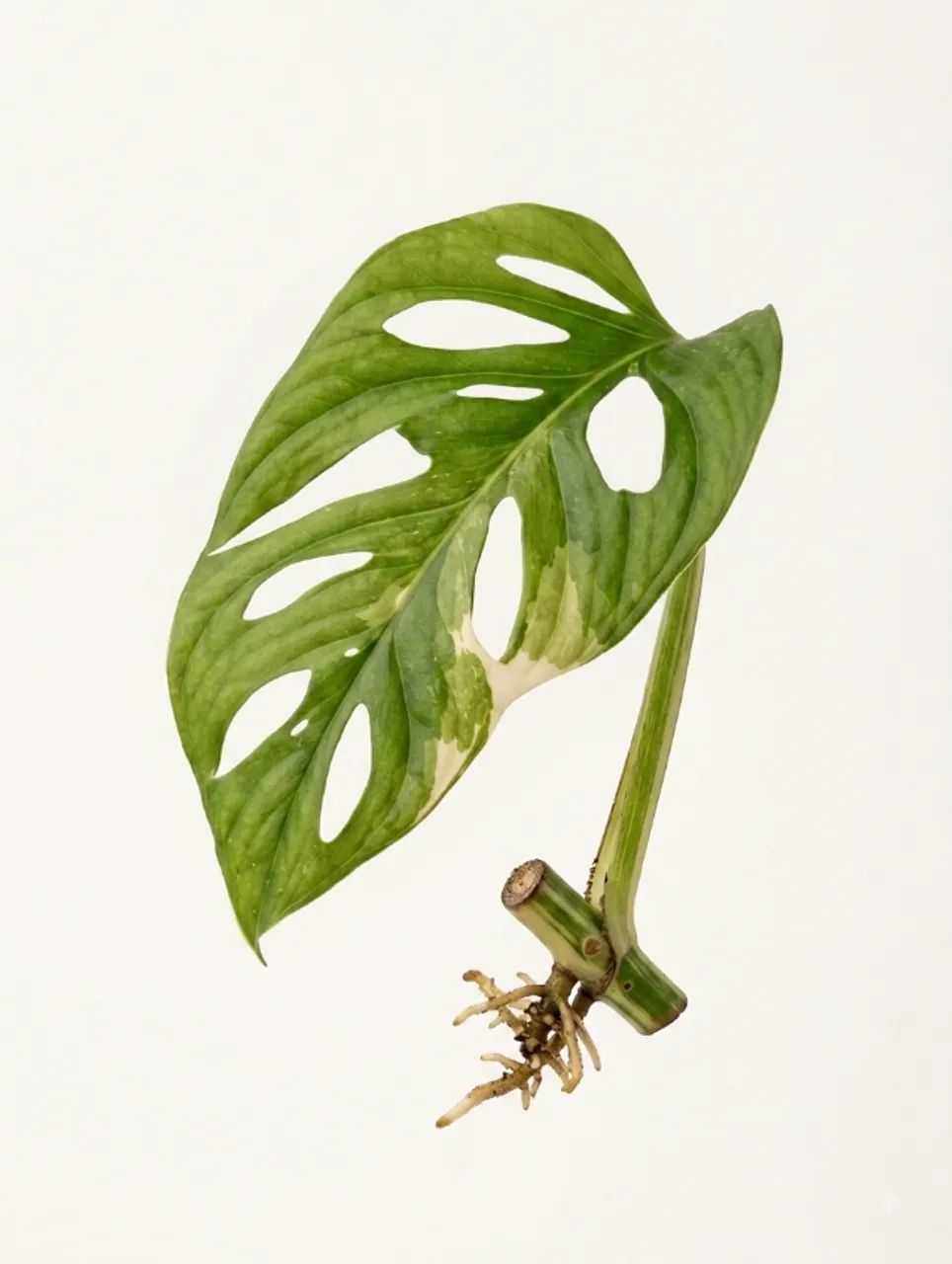 Muda Monstera Aldosani Variegata Enraizada - Foto 2