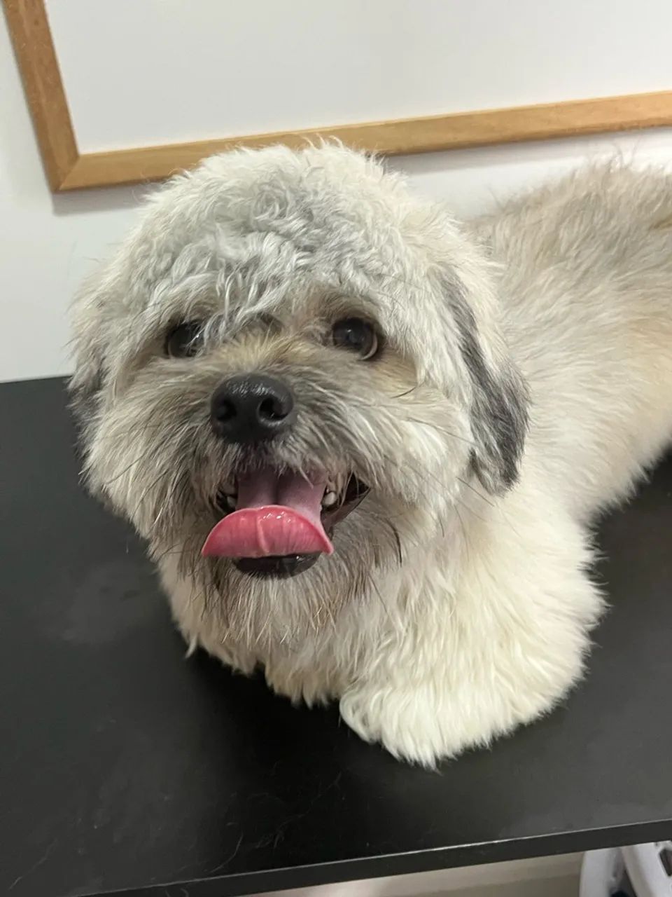 Dois filhotes de Lasha Apso - Foto 4