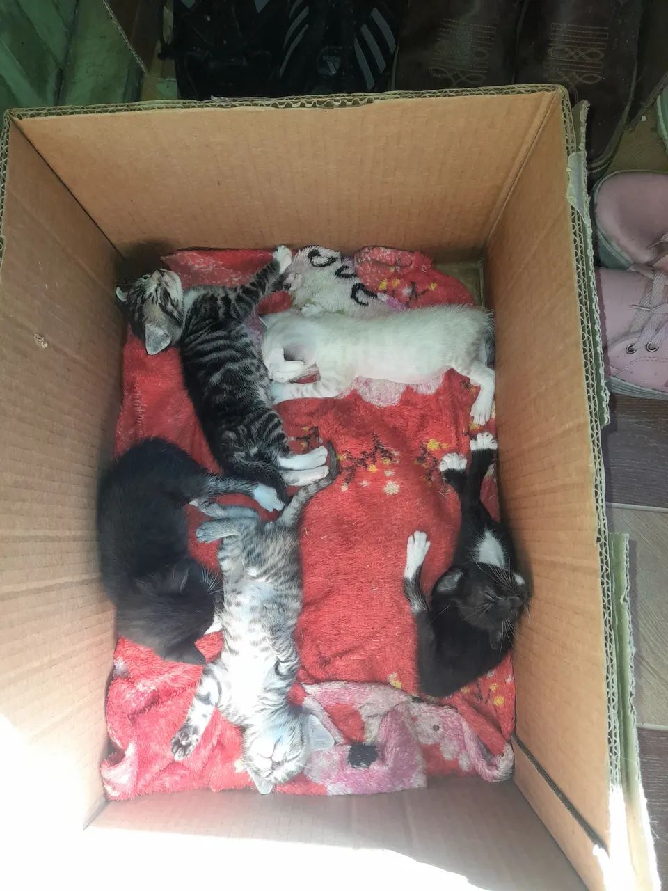 Gatos para adoção  - Foto 2