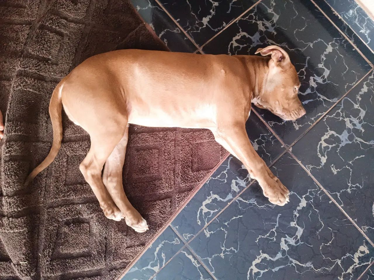 FILHOTE DE PITBULL COM PITMONSTER  - Foto 4