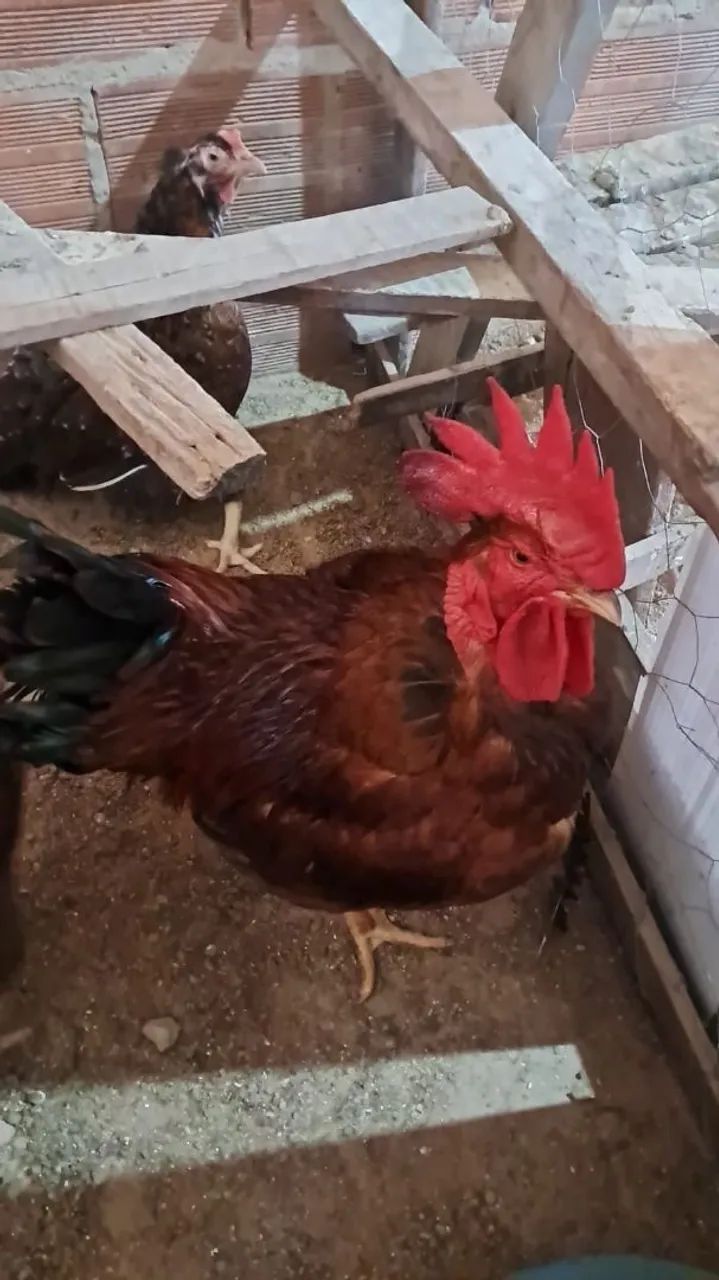 Vendo ovos galados e pintinho de galinha caipira mista  - Foto 3