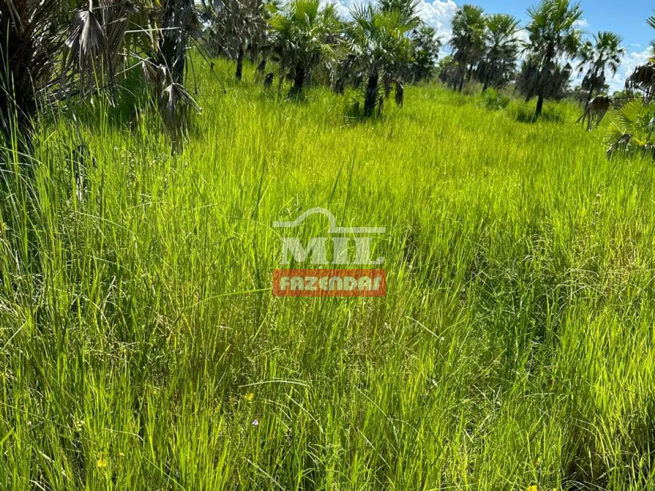 Fazenda 4.600 Hectares Corumbá - MS - Foto 5