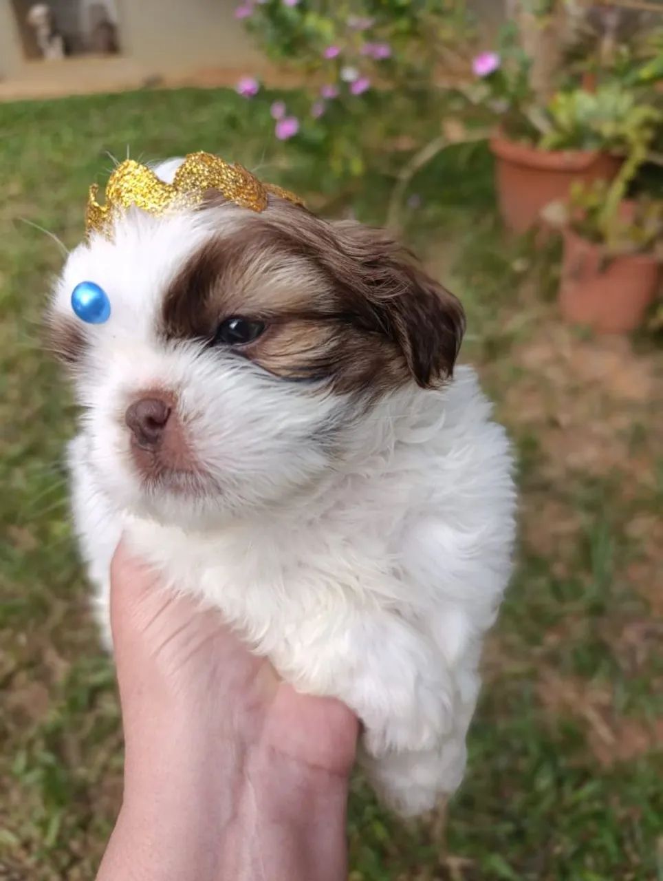 Shihtzu 