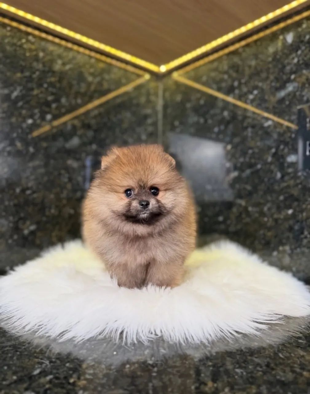 Lulu da pomerania -Femea e macho disponível A pronta entrega 