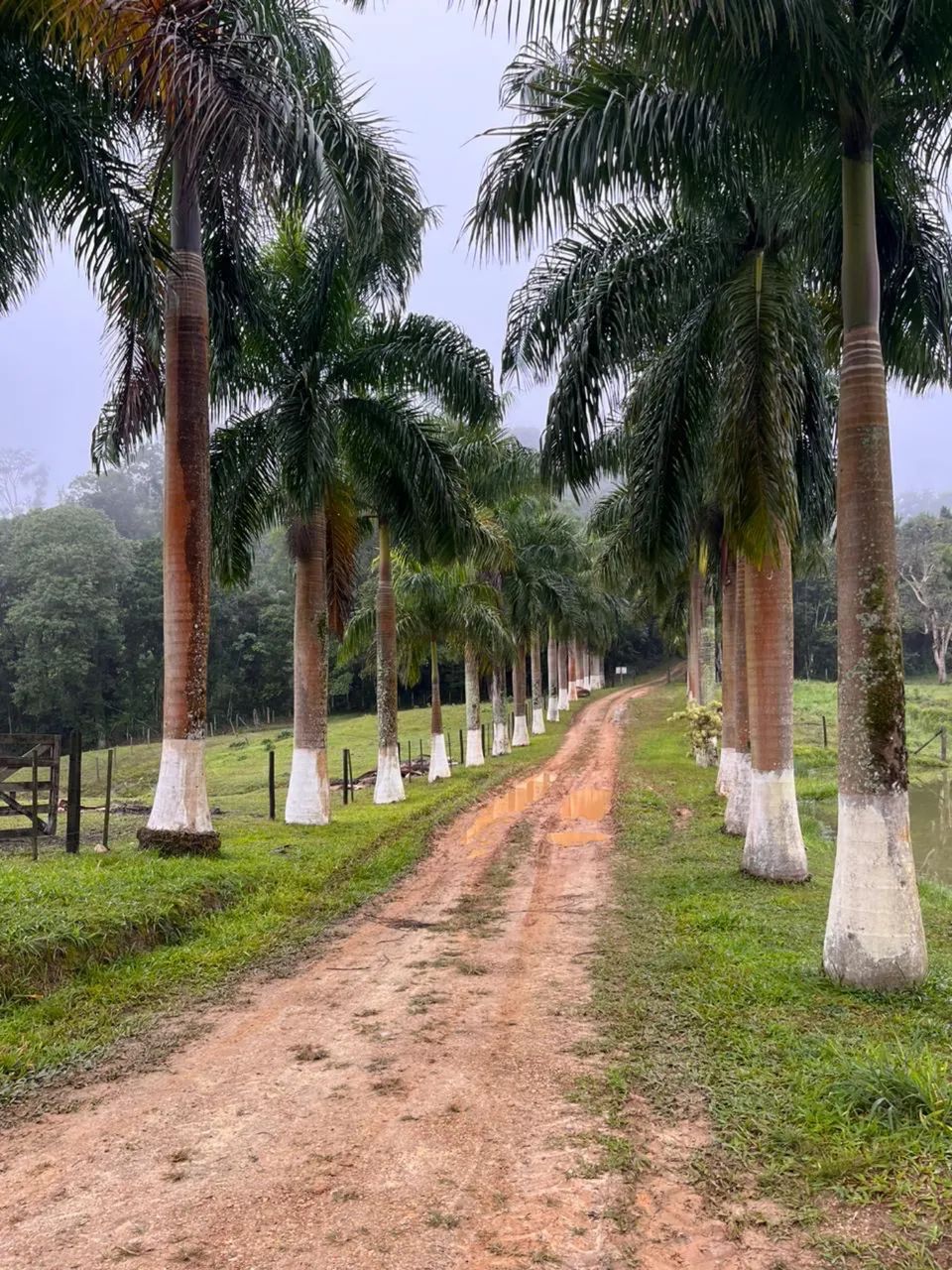 FAZENDA COM 110 ALQ  - Foto 2