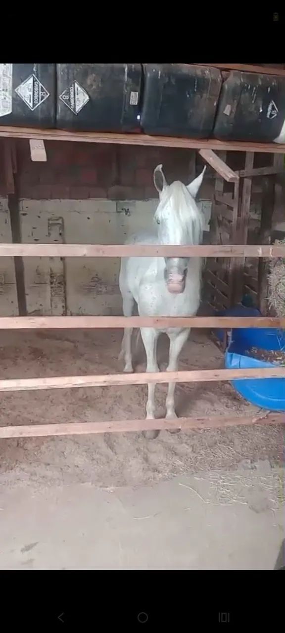 Cavalo mangalarga Machador  - Foto 2