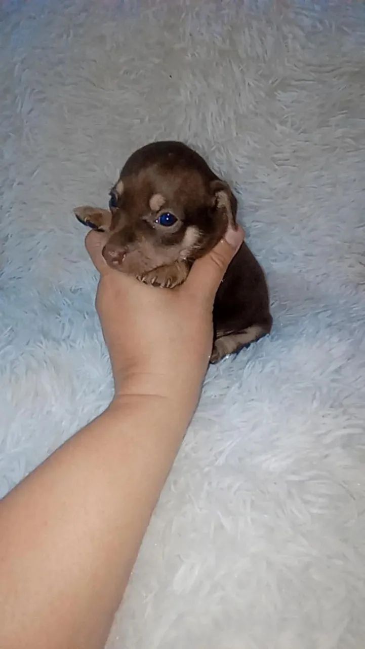 Pinscher zerinho chocolate ( macho e fêmea) - Foto 2