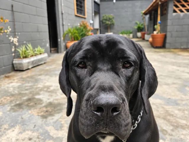 Cane Corso Macho 11 Meses com Pedigree CBKC - Foto 2