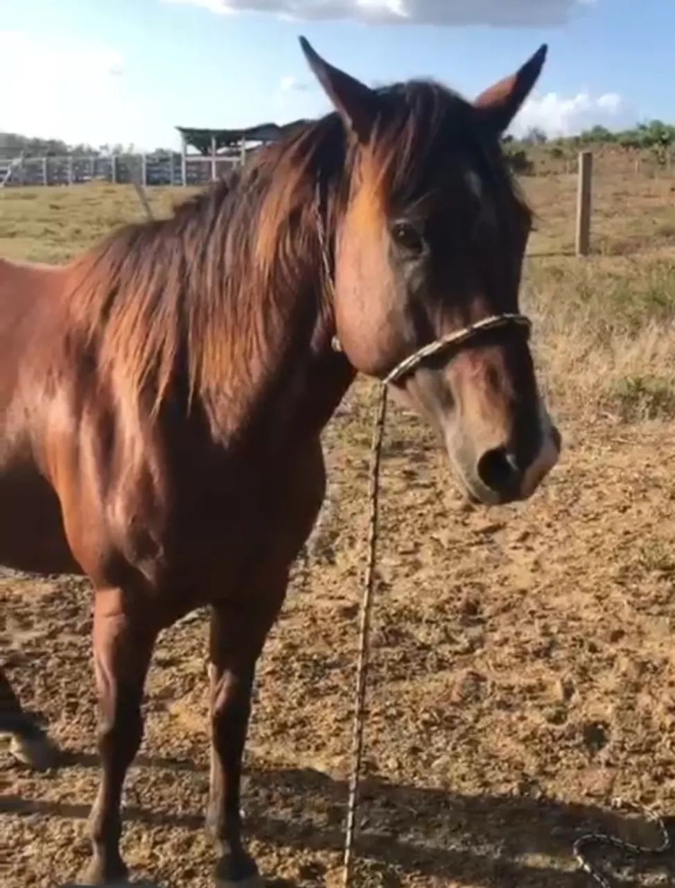 Cavalo quarto de milha domado