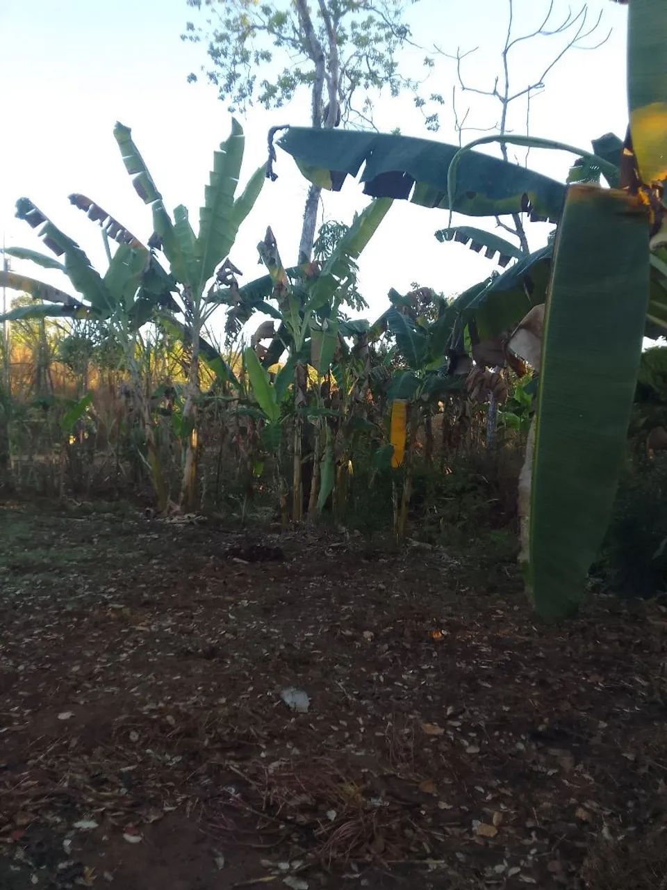 Chácara  - Foto 4