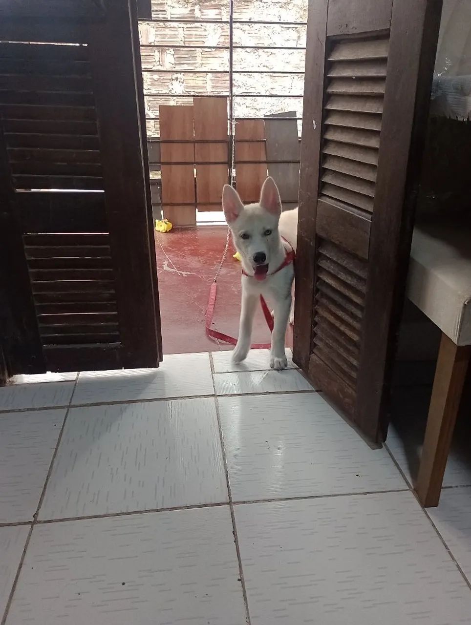 Husky siberiano  - Foto 2