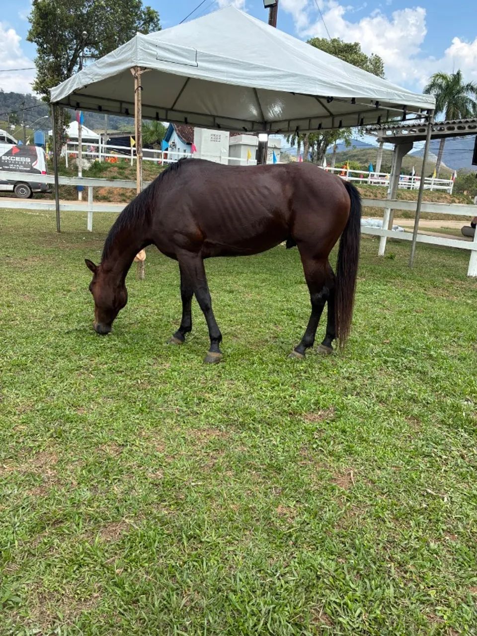 CAVALO QUARTO DE MILHA - Foto 3