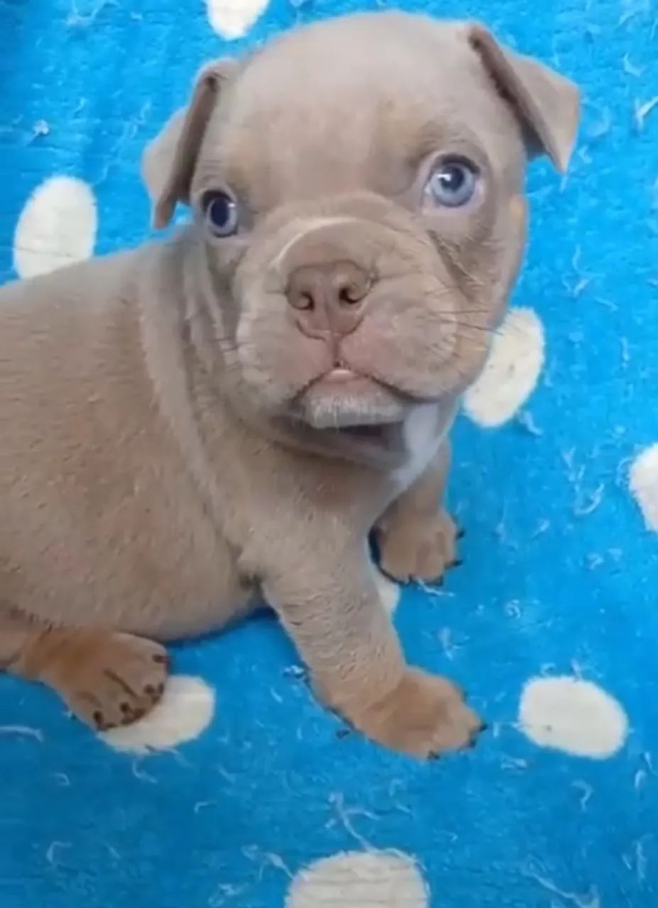 American Bully  - Foto 3