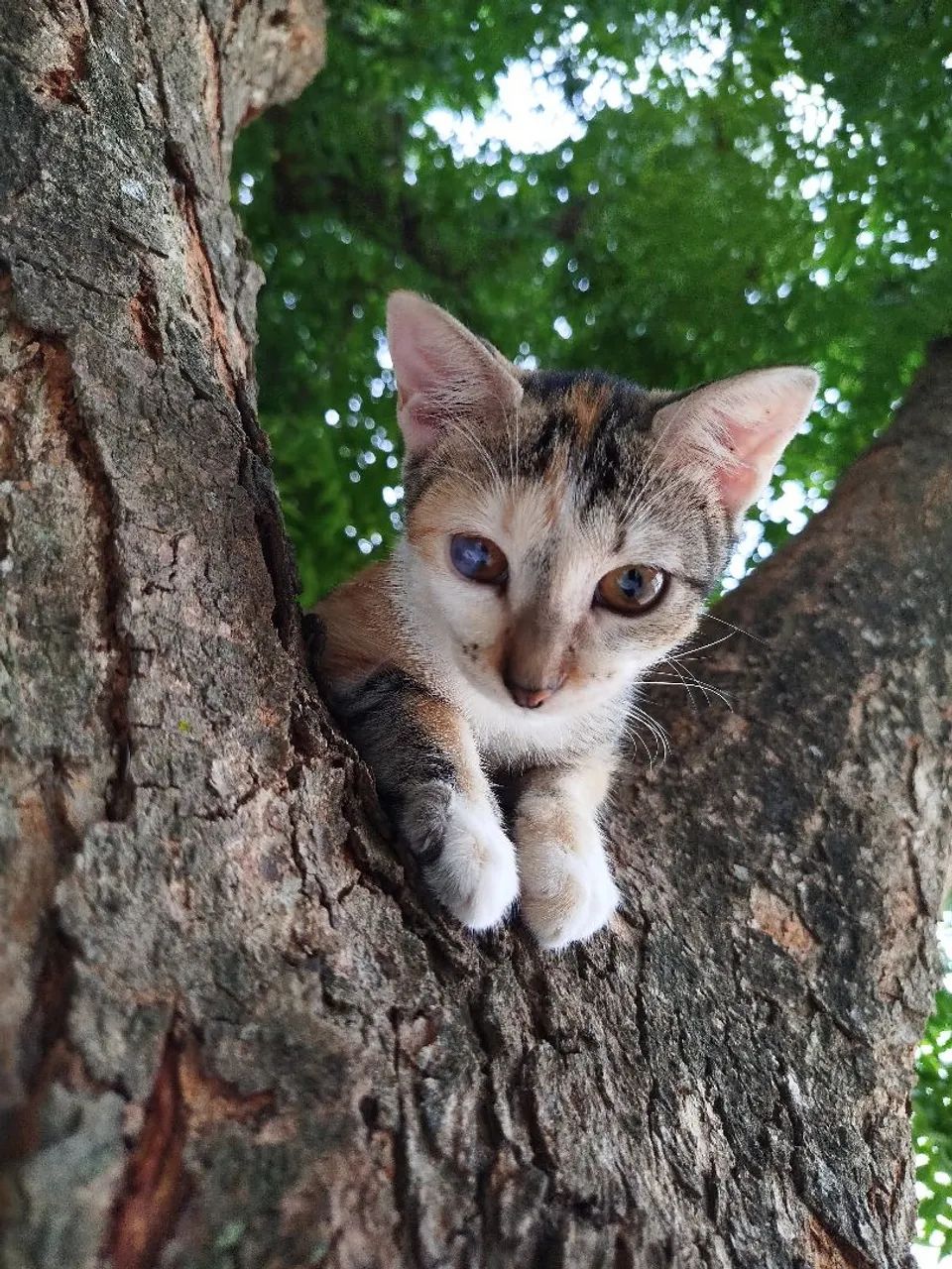 Gata fêmea tricolor para adoção responsável  - Foto 2