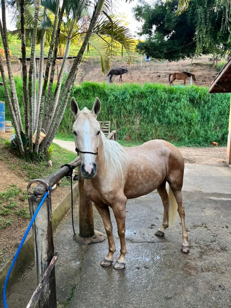 Égua Baio Linda,  Dócil,  qq um monta.  PARCELO NO CARTÃO  - Foto 2