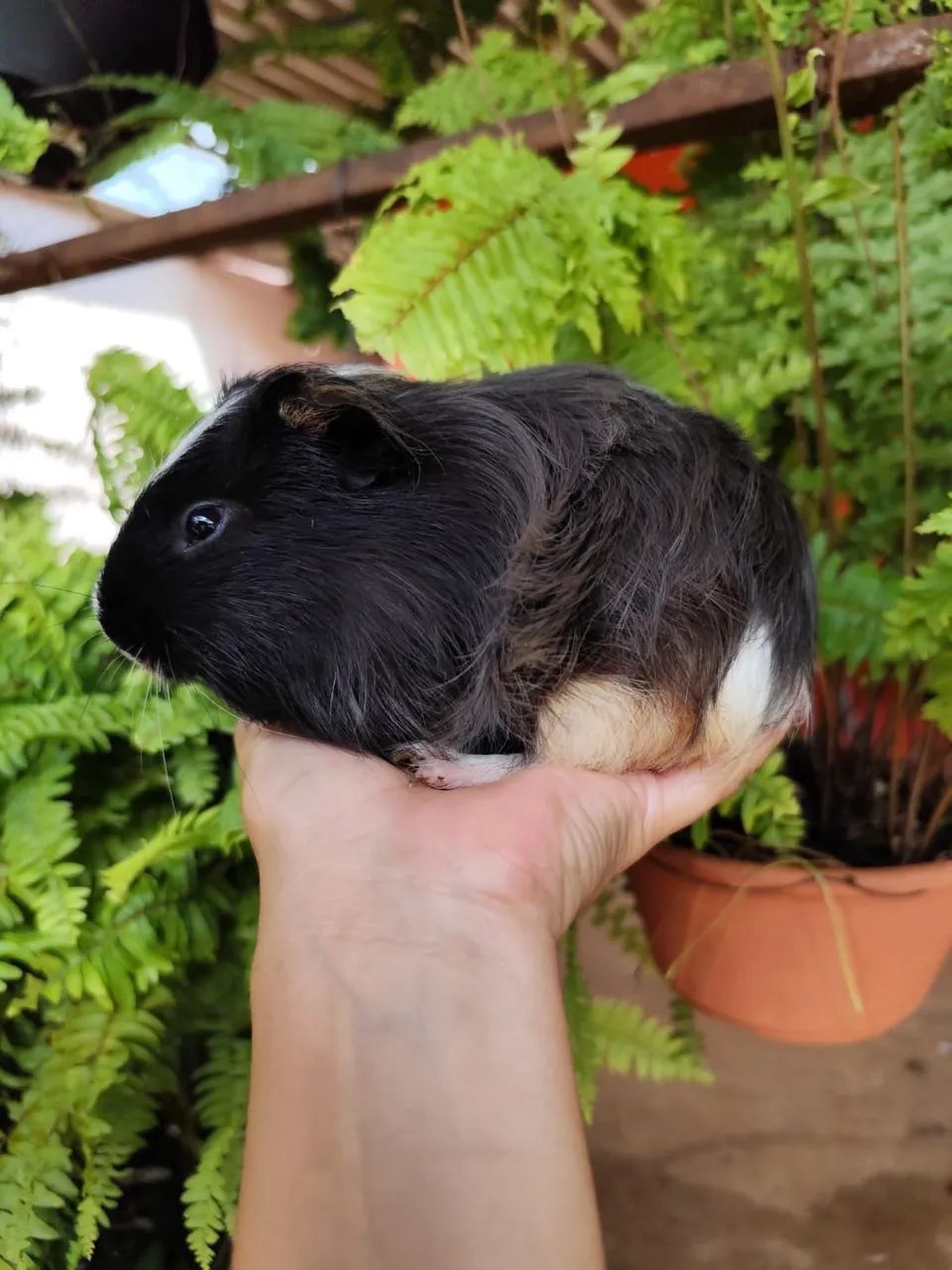 porquinho da Índia sheltie 