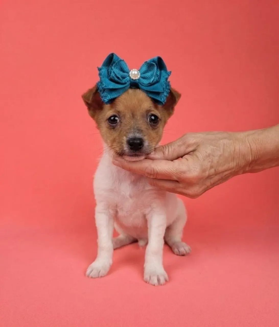 Pinscher Puro à Venda!