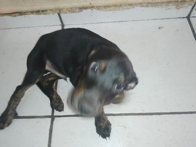 Doação de cachorro - Foto 3
