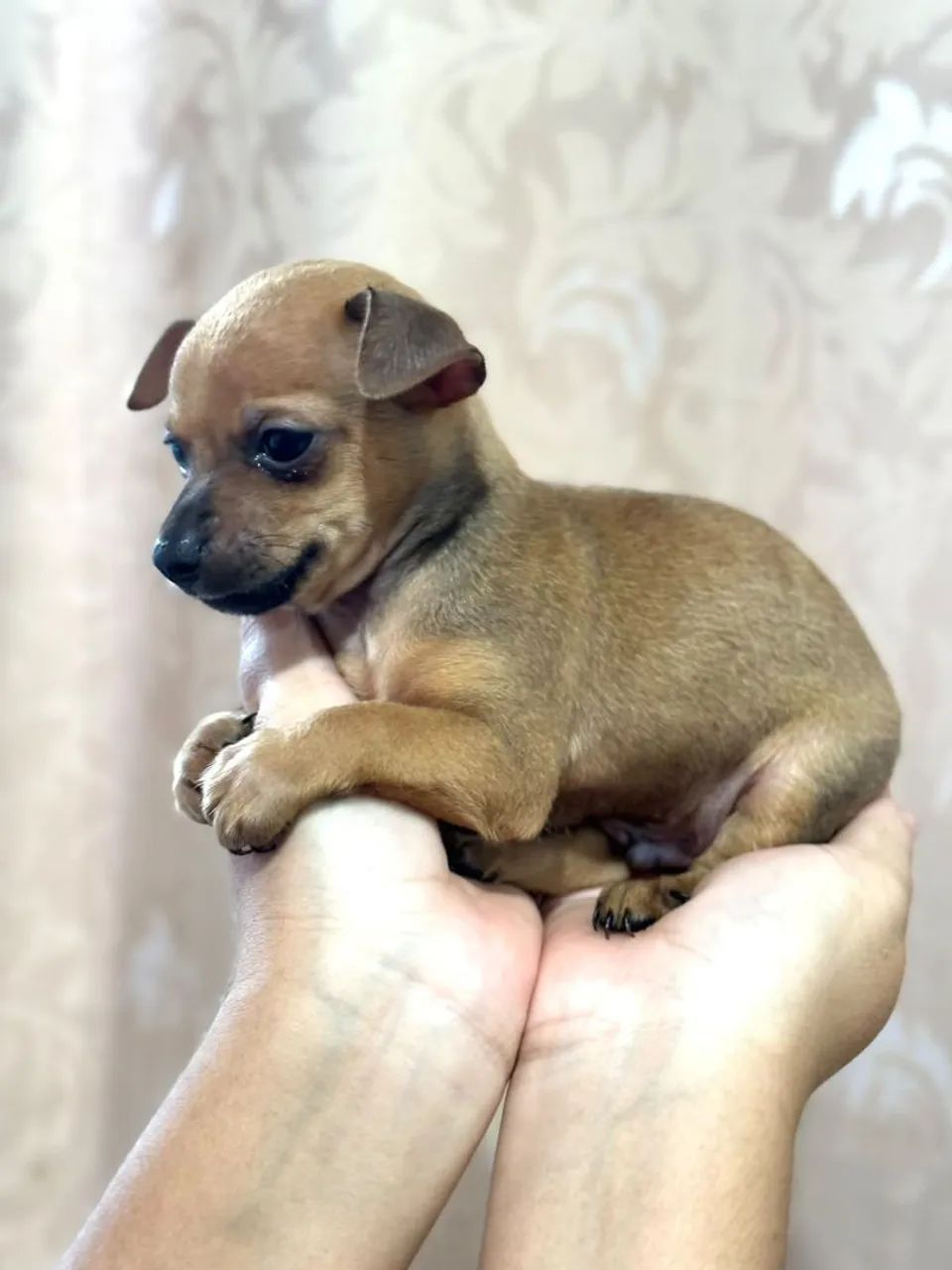 Pinscher macho
