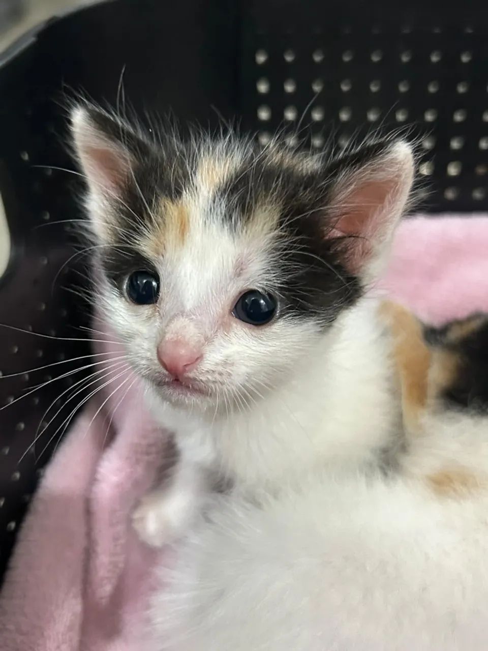 DOA-SE GATINHO BEBÊ  - Foto 2