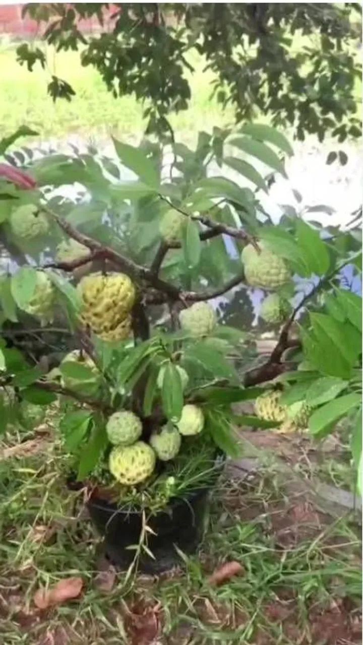 Mudas de Pinhas - Foto 3