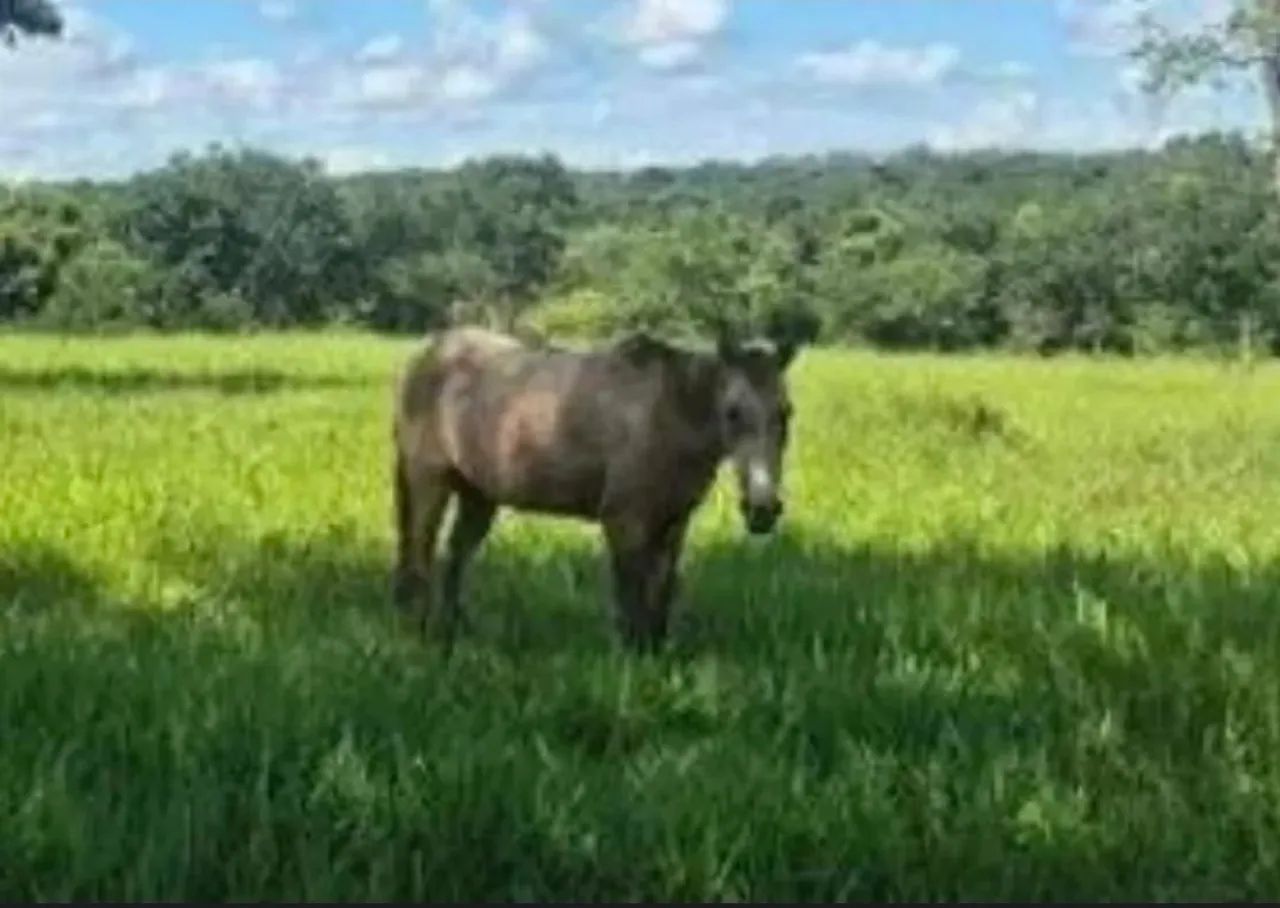 Égua