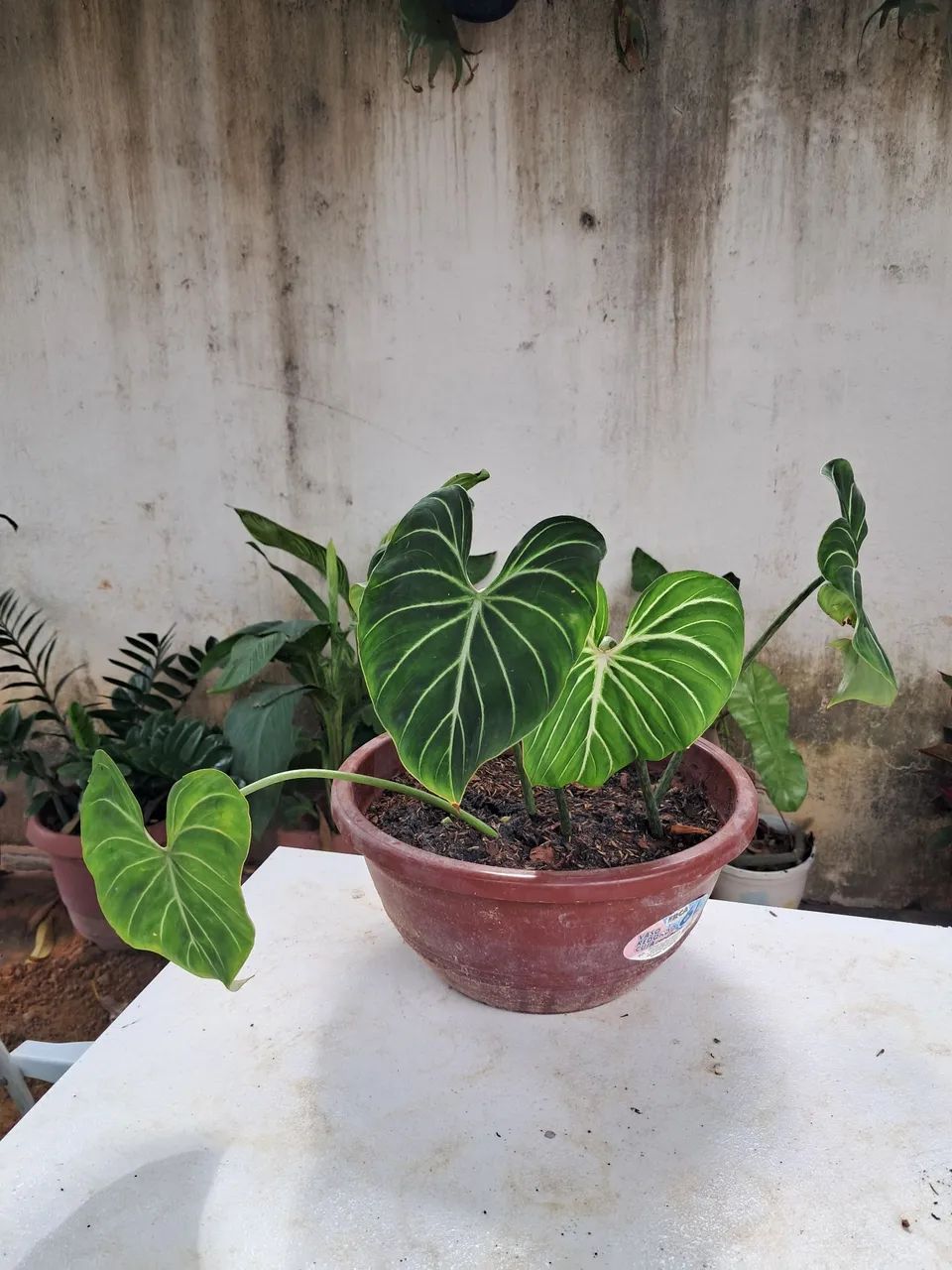 Planta 