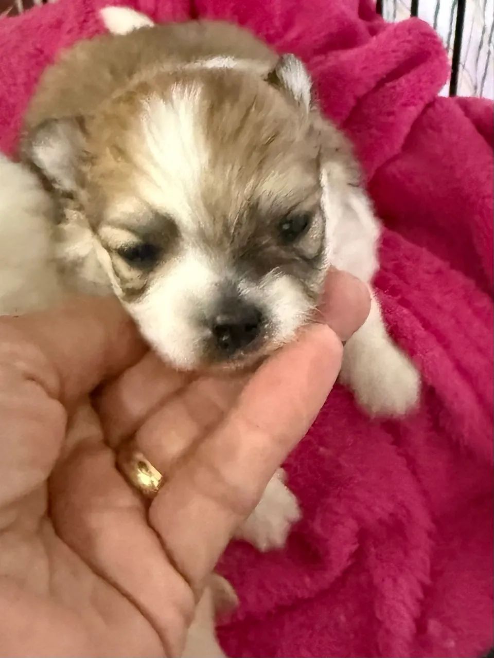 Spitz Alemão  - Foto 4