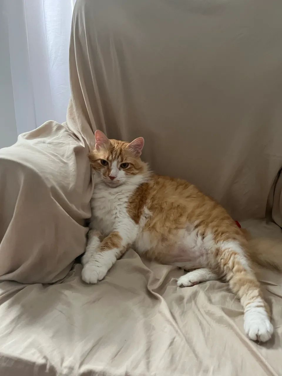 Gato amarelo castrado  - Foto 4