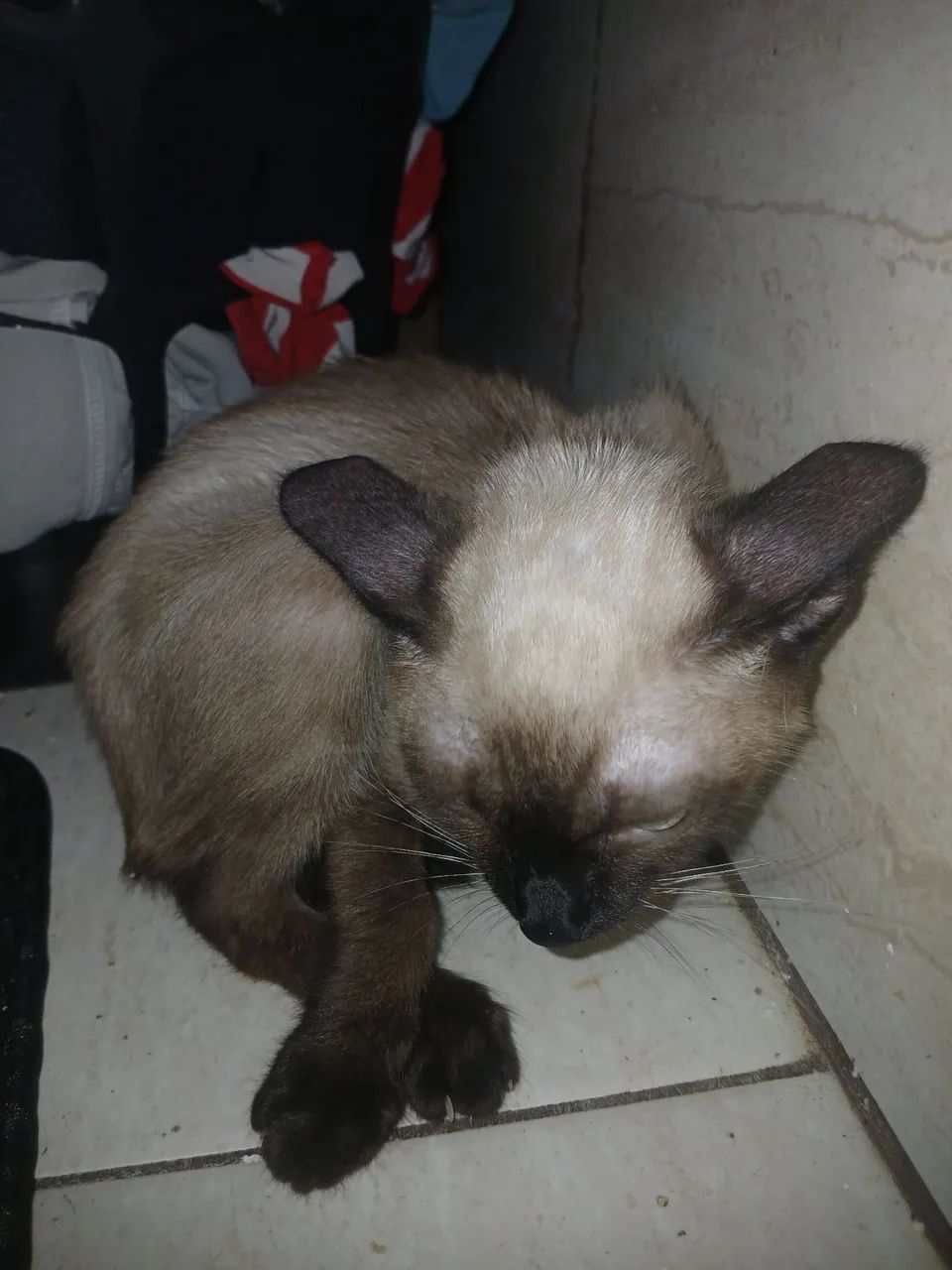 Gata Doando - Foto 2