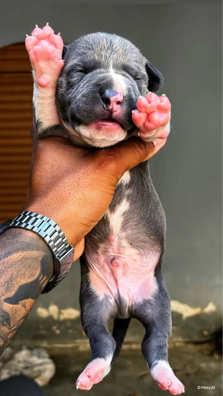 American Bully  - Foto 5