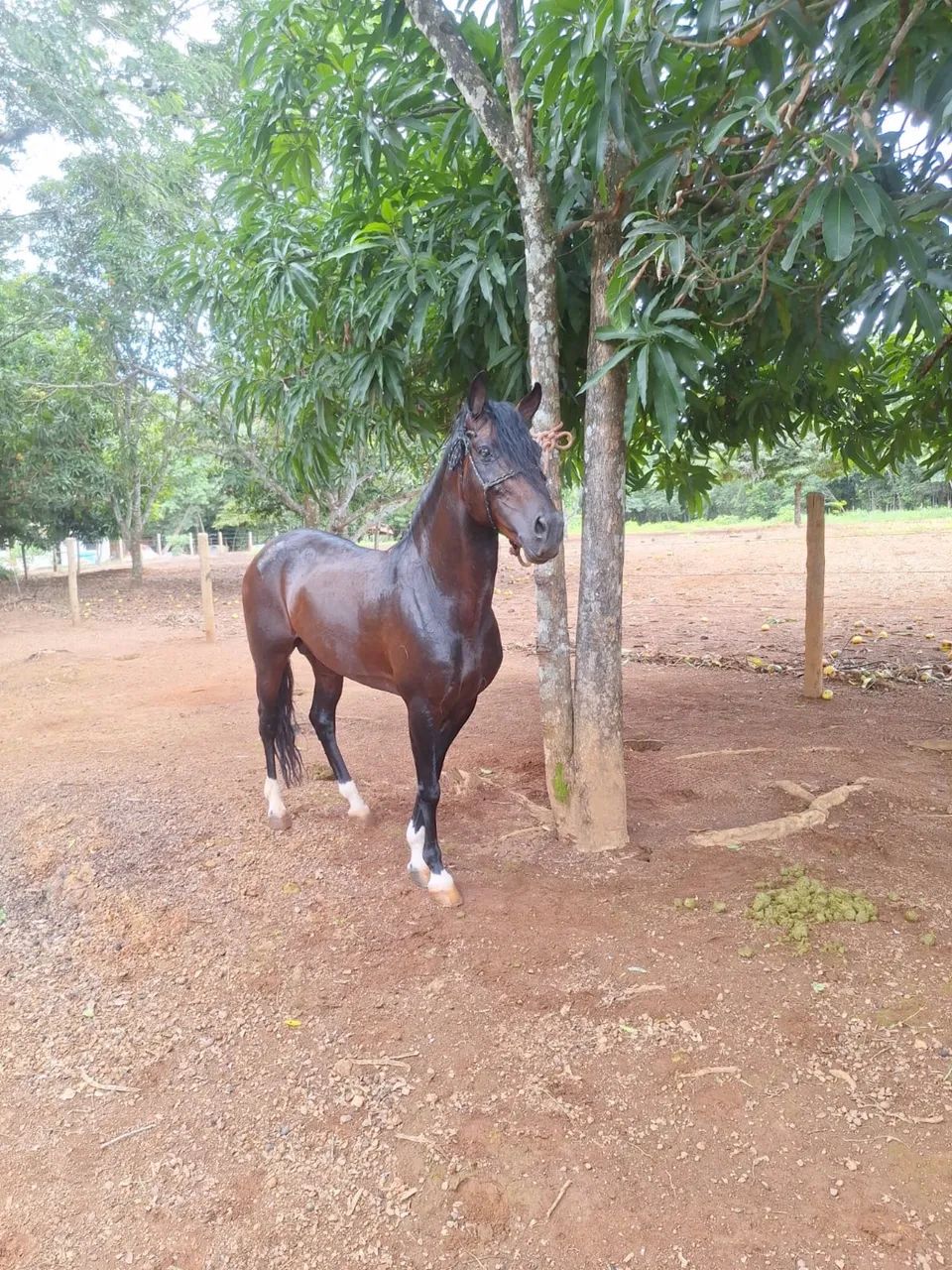 Cavalo mangalarga registrado com inúmeras provas ganhadas - Foto 2