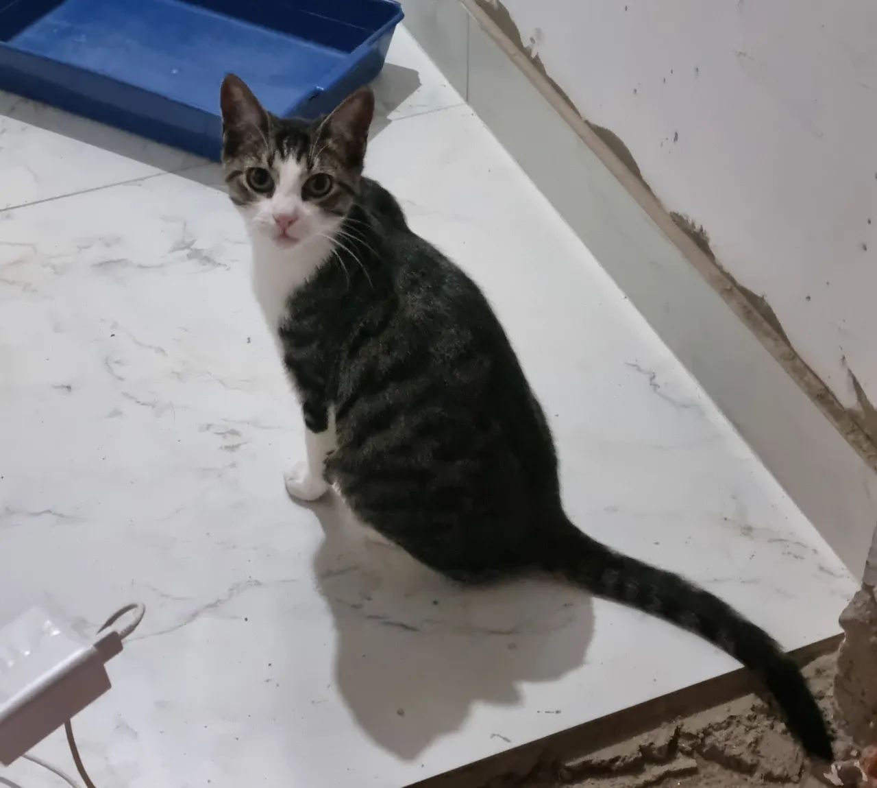 Loki para adocao responsavel - Foto 2