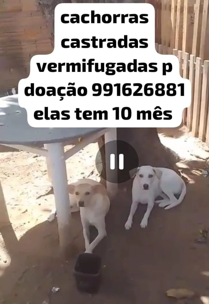 Doação Responsável 