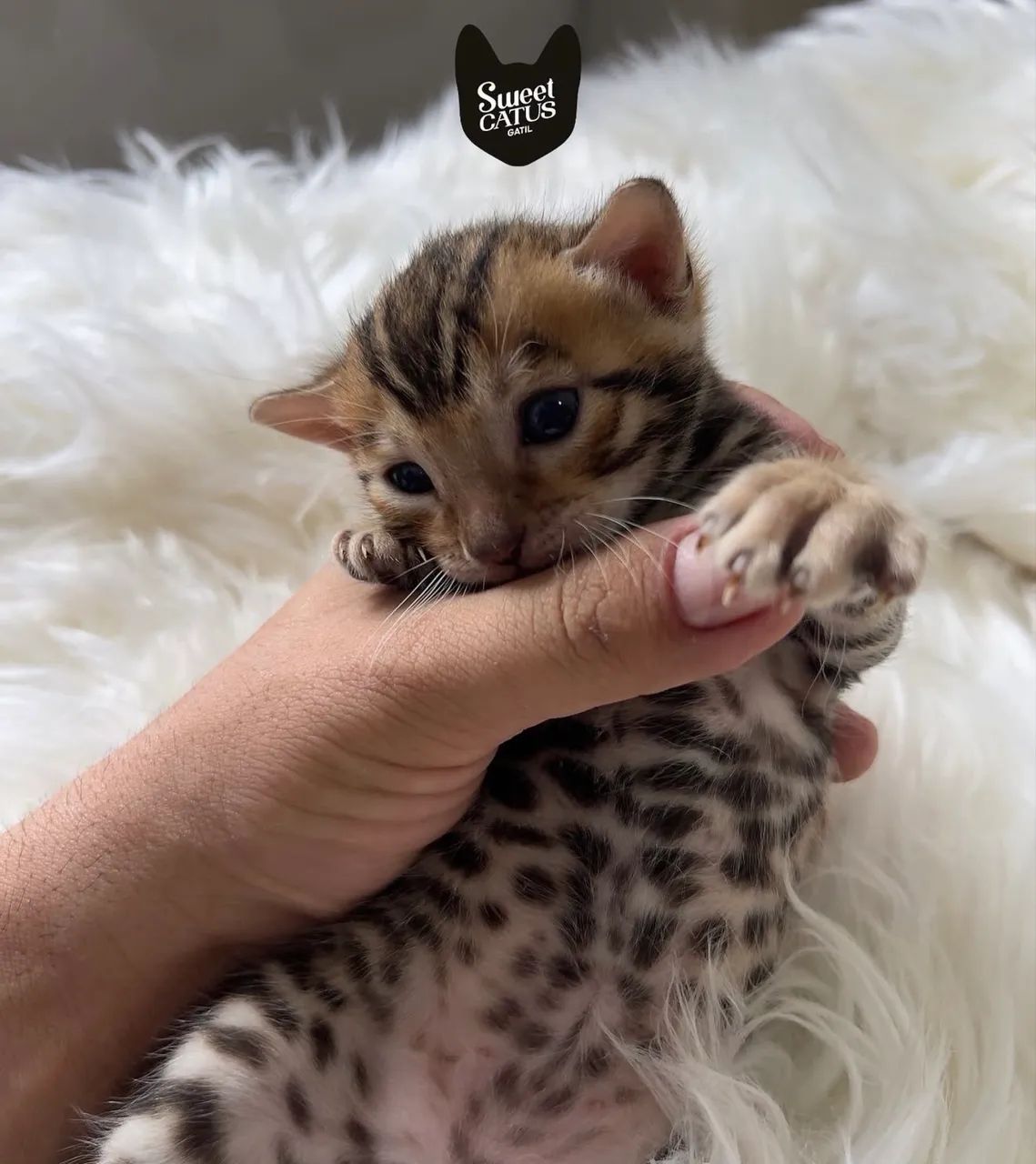 Gato Bengal - Foto 5