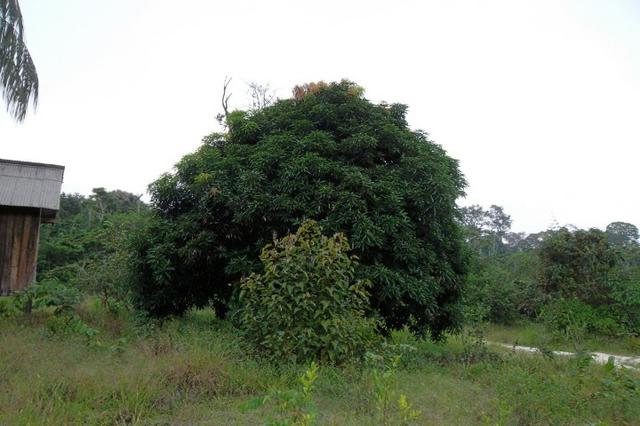Fazenda de 1.330 hectares Vila Equador em Rorainópolis/RR, ler descrição do anuncio - Foto 3