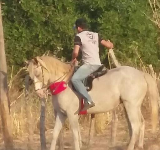Cavalo iniciado nos Bois