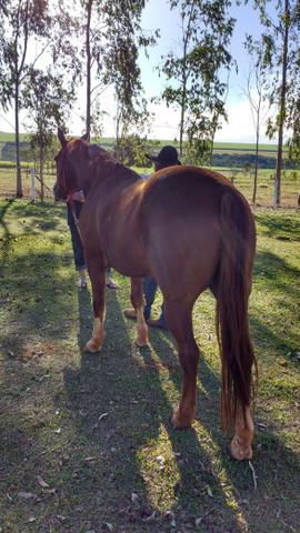 Vendo Cavalo. Ou troco por mula. - Foto 2