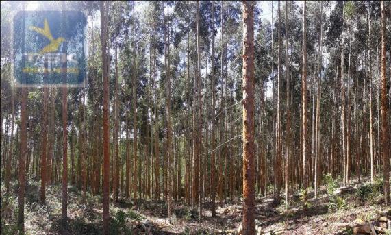 Ch0285 área toda reflorestada 15.000 arvores em agudos do sul medindo 121.000 m² - Foto 5