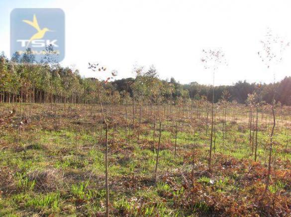 Ch0153 - contenda chácara 59.000 m² plana, rica em águas, parte com eucaliptos - Foto 12
