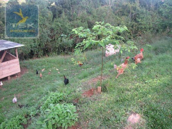 CH0187 - Contenda PR chácara 7,5 alqueires - Foto 4