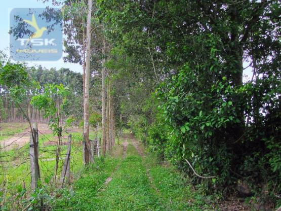 Chácara rural à venda, 4 pinheiros, mandirituba. - Foto 5