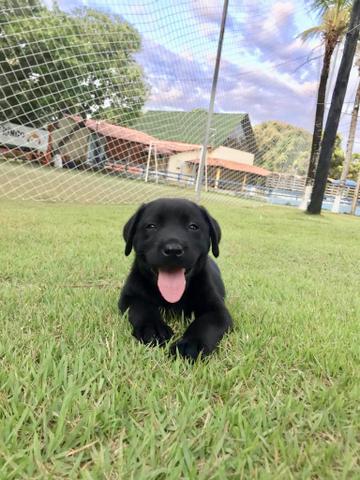Filhotes de Labrador - Foto 4