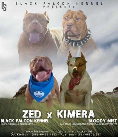 Filhote de Pitmonster